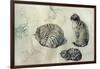 Studies of a cat, 1971-John Stanton Ward-Framed Giclee Print