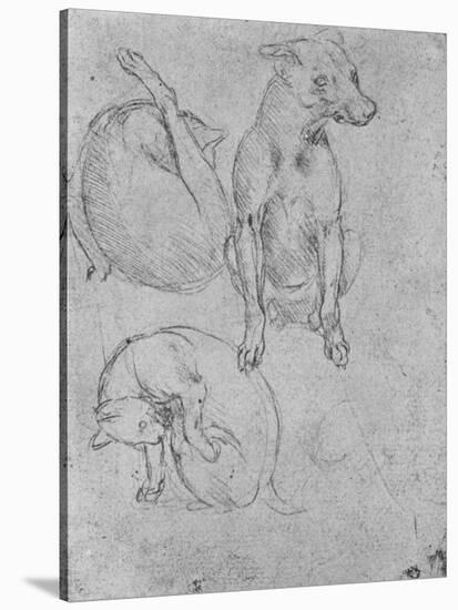 'Studies of a Dog and of a Cat', c1480 (1945)-Leonardo Da Vinci-Stretched Canvas