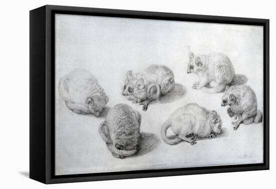 Studies of a Lemur, 1773 (Graphite on Paper)-George Stubbs-Framed Stretched Canvas
