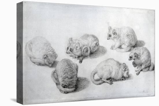 Studies of a Lemur, 1773 (Graphite on Paper)-George Stubbs-Stretched Canvas