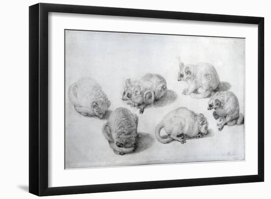 Studies of a Lemur, 1773 (Graphite on Paper)-George Stubbs-Framed Giclee Print