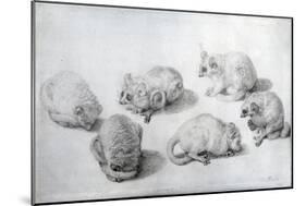 Studies of a Lemur, 1773 (Graphite on Paper)-George Stubbs-Mounted Giclee Print