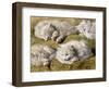 Studies of a Long-haired White Cat-Henriette Ronner-Knip-Framed Giclee Print