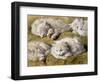 Studies of a Long-haired White Cat-Henriette Ronner-Knip-Framed Giclee Print