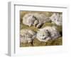 Studies of a Long-haired White Cat-Henriette Ronner-Knip-Framed Giclee Print