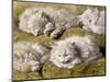 Studies of a Long-haired White Cat-Henriette Ronner-Knip-Mounted Giclee Print