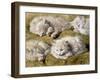 Studies of a Long-haired White Cat-Henriette Ronner-Knip-Framed Giclee Print