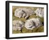 Studies of a Long-haired White Cat-Henriette Ronner-Knip-Framed Giclee Print