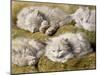 Studies of a Long-haired White Cat-Henriette Ronner-Knip-Mounted Giclee Print