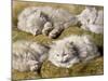 Studies of a Long-haired White Cat-Henriette Ronner-Knip-Mounted Giclee Print