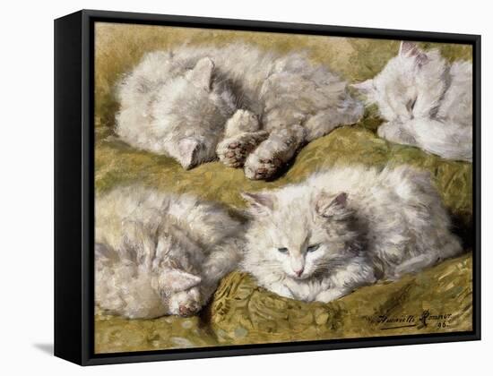 Studies of a Long-haired White Cat-Henriette Ronner-Knip-Framed Stretched Canvas