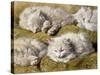 Studies of a Long-haired White Cat-Henriette Ronner-Knip-Stretched Canvas