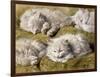 Studies of a Long-haired White Cat-Henriette Ronner-Knip-Framed Giclee Print