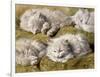 Studies of a Long-haired White Cat-Henriette Ronner-Knip-Framed Premium Giclee Print