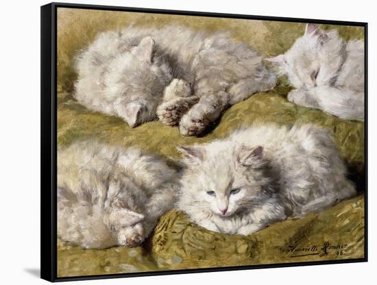 Studies of a Long-haired White Cat-Henriette Ronner-Knip-Framed Stretched Canvas