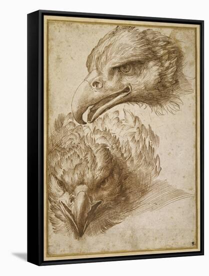 Studies of an Eagle's Head-Perino Del Vaga-Framed Stretched Canvas