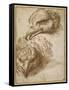 Studies of an Eagle's Head-Perino Del Vaga-Framed Stretched Canvas