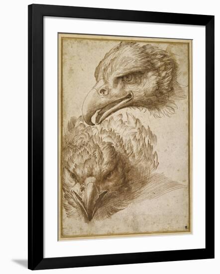 Studies of an Eagle's Head-Perino Del Vaga-Framed Giclee Print