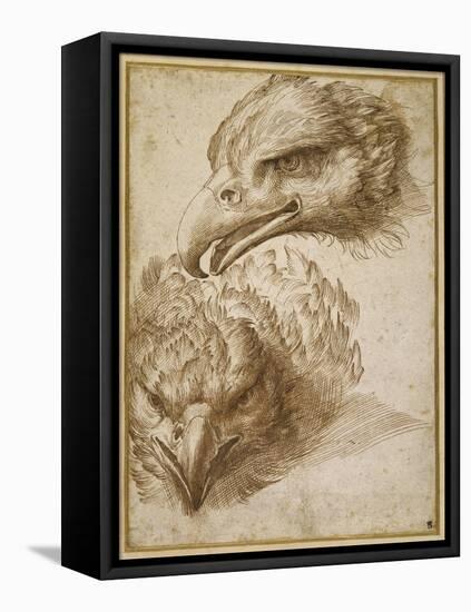 Studies of an Eagle's Head-Perino Del Vaga-Framed Stretched Canvas