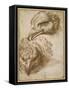 Studies of an Eagle's Head-Perino Del Vaga-Framed Stretched Canvas