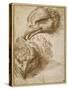 Studies of an Eagle's Head-Perino Del Vaga-Stretched Canvas