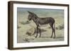 Studies of Animals (S.Ex.3-1885)-Stephen Briggs Carlil-Framed Giclee Print