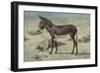 Studies of Animals (S.Ex.3-1885)-Stephen Briggs Carlil-Framed Giclee Print