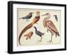 Studies of Birds from the Bootle Museum, Liverpool-Florence Emily Bark-Framed Giclee Print