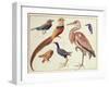 Studies of Birds from the Bootle Museum, Liverpool-Florence Emily Bark-Framed Giclee Print