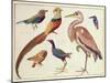 Studies of Birds from the Bootle Museum, Liverpool-Florence Emily Bark-Mounted Giclee Print