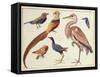 Studies of Birds from the Bootle Museum, Liverpool-Florence Emily Bark-Framed Stretched Canvas
