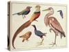 Studies of Birds from the Bootle Museum, Liverpool-Florence Emily Bark-Stretched Canvas