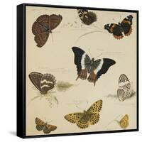 Studies of Butterflies and Insects-Sydenham Teast Edwards-Framed Stretched Canvas