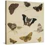 Studies of Butterflies and Insects-Sydenham Teast Edwards-Stretched Canvas