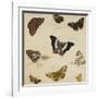 Studies of Butterflies and Insects-Sydenham Teast Edwards-Framed Giclee Print