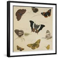 Studies of Butterflies and Insects-Sydenham Teast Edwards-Framed Giclee Print
