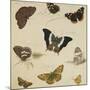 Studies of Butterflies and Insects-Sydenham Teast Edwards-Mounted Giclee Print