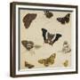 Studies of Butterflies and Insects-Sydenham Teast Edwards-Framed Giclee Print