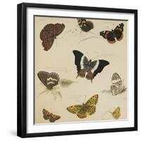 Studies of Butterflies and Insects-Sydenham Teast Edwards-Framed Giclee Print