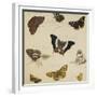 Studies of Butterflies and Insects-Sydenham Teast Edwards-Framed Giclee Print