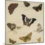 Studies of Butterflies and Insects-Sydenham Teast Edwards-Mounted Giclee Print