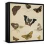 Studies of Butterflies and Insects-Sydenham Teast Edwards-Framed Stretched Canvas