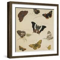 Studies of Butterflies and Insects-Sydenham Teast Edwards-Framed Giclee Print