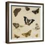 Studies of Butterflies and Insects-Sydenham Teast Edwards-Framed Giclee Print