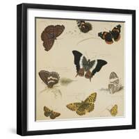 Studies of Butterflies and Insects-Sydenham Teast Edwards-Framed Giclee Print