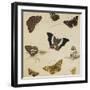 Studies of Butterflies and Insects-Sydenham Teast Edwards-Framed Giclee Print