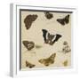 Studies of Butterflies and Insects-Sydenham Teast Edwards-Framed Giclee Print