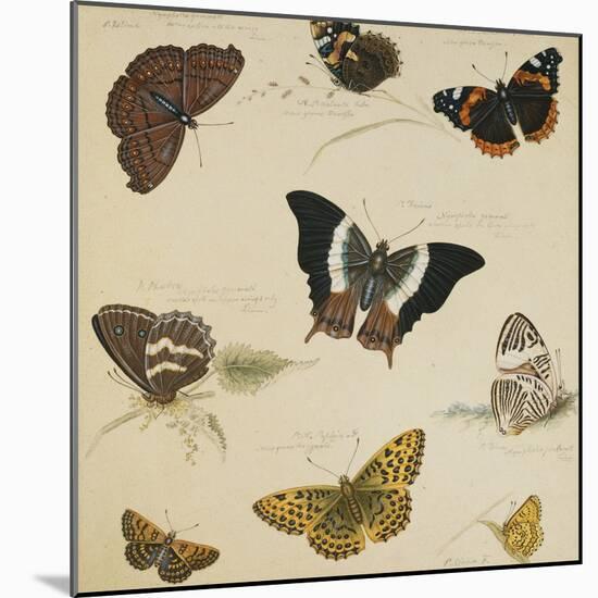 Studies of Butterflies and Insects-Sydenham Teast Edwards-Mounted Giclee Print