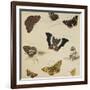 Studies of Butterflies and Insects-Sydenham Teast Edwards-Framed Giclee Print