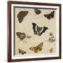 Studies of Butterflies and Insects-Sydenham Teast Edwards-Framed Giclee Print